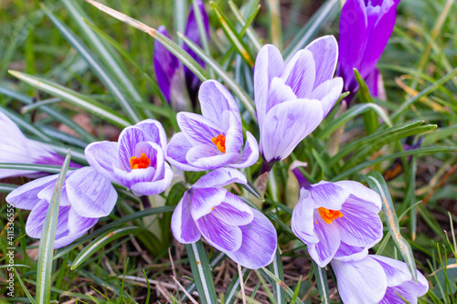 Beautiful Crocuses, one of the first spring flowers.