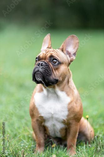 Portrait of sad cute french bulldog dog is standing near flowers at nature and looking with emotion © Neira