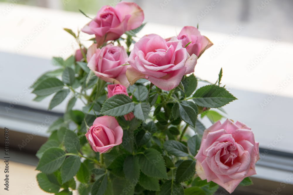 A potted pink miniature rose on the windowsill. A potted pink miniature rose on the windowsill.