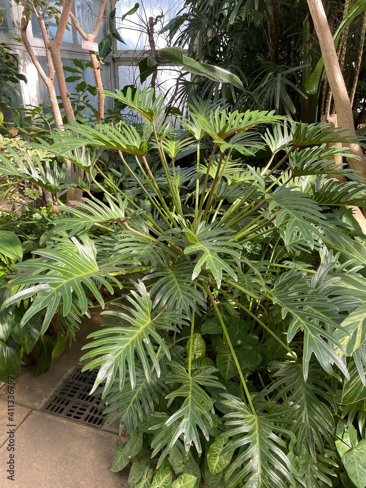 Obraz premium Philodendron plant