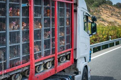 Truck with cages for transporting animals, loaded with chickens to the slaughterhouse.