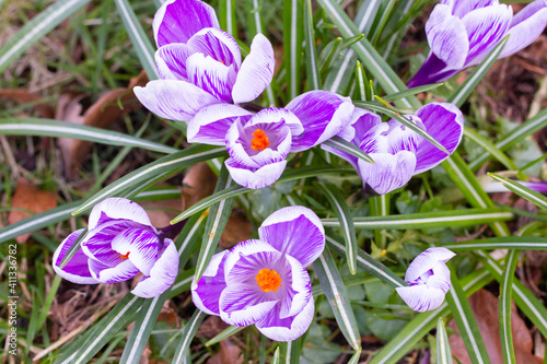 Beautiful Crocuses, one of the first spring flowers.