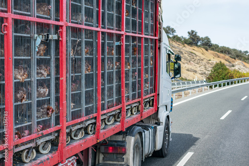 Truck with cages for transporting animals, loaded with chickens to the slaughterhouse.