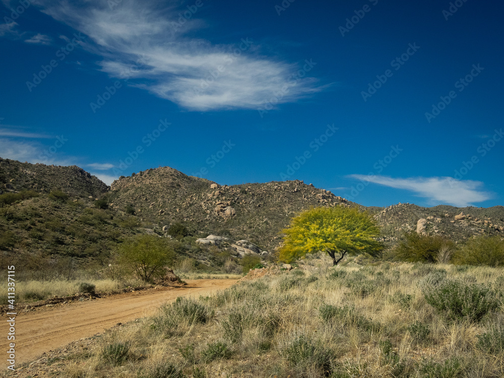 Mesquite tree in a desert landscape