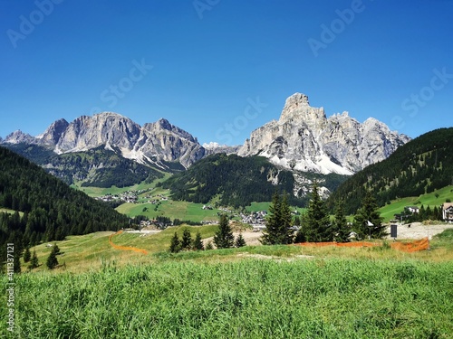 cows on the mountain