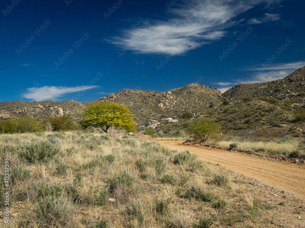 Mesquite tree in a desert landscape