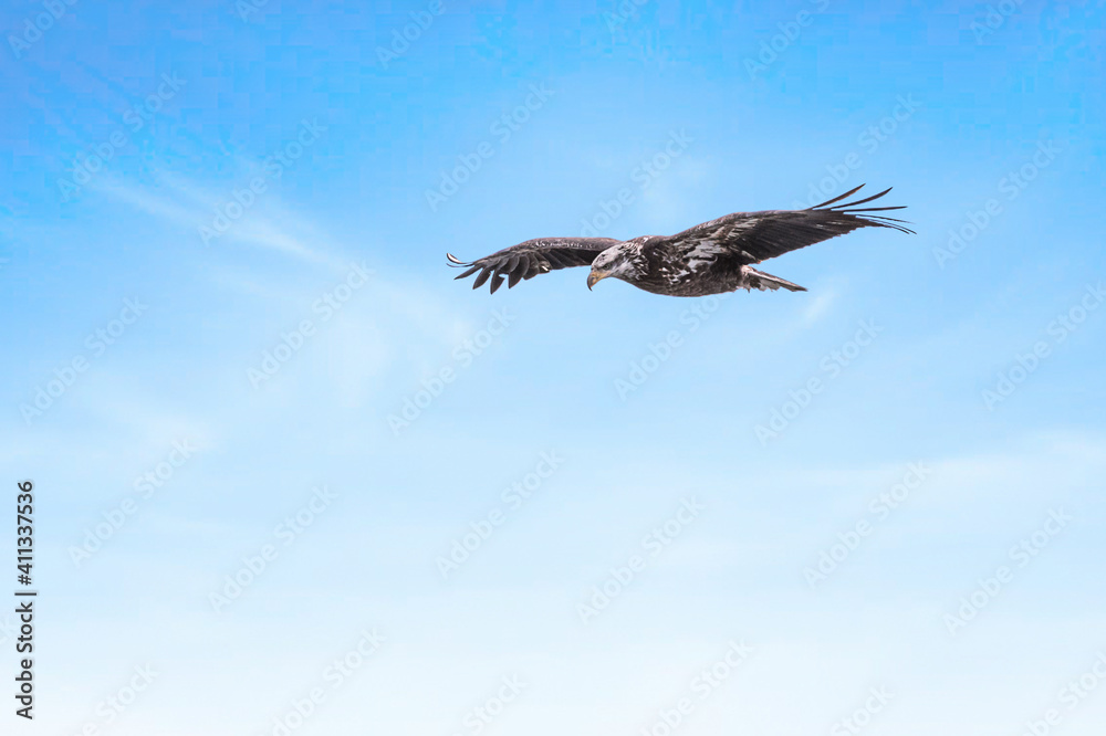 Juvenile bald eagle in flight under blue sky