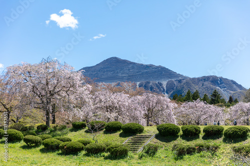 武甲山と羊山公園の桜