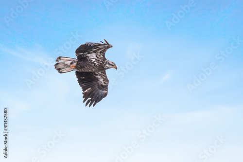 Juvenile bald eagle in flight under blue sky