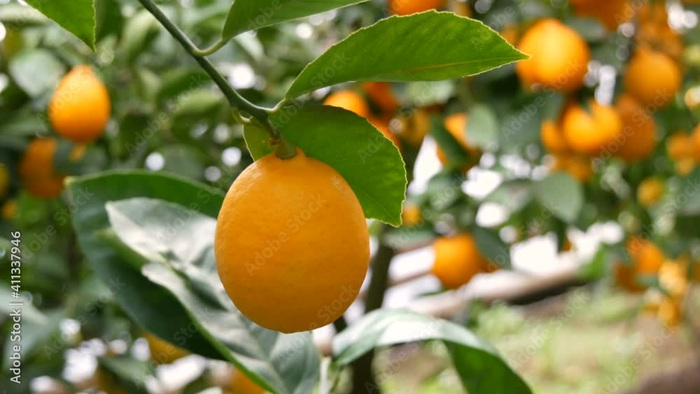 Fruit citrus harvest many ripe yellow lemons hanging on tree branches in lemonaria greenhouse. Lemon garden. Close up view. Fruit citrus harvest many ripe yellow lemons hanging on tree branches in lemonaria greenhouse. Lemon garden. Close up view.