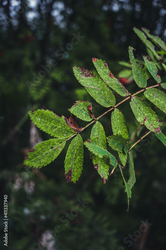 green leaves on a tree