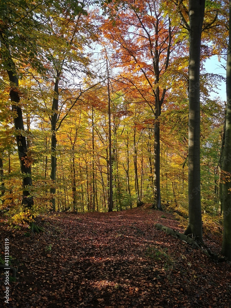 Obraz premium autumn in the forest