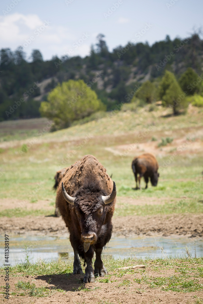 American bison, buffalo, Utah, USA