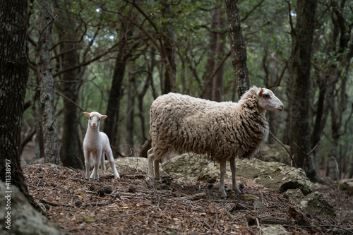 sheep and lamb in the forest.