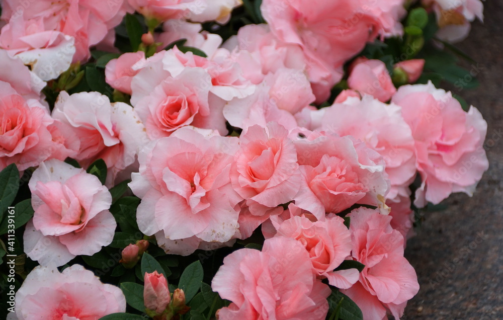 Light pink flowers of Hybrid Azalea 'Rozalea' Light pink flowers of Hybrid Azalea 'Rozalea'
