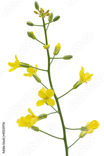 Yelliw flowers of cabbage, isolated on white background