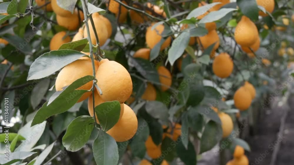 Citrus harvest many ripe yellow lemons hanging on tree branches in lemonaria greenhouse. Lemon garden close up view.