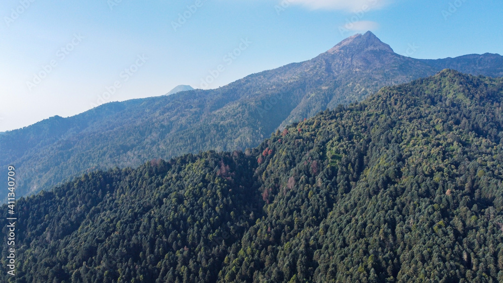 pinos pinos