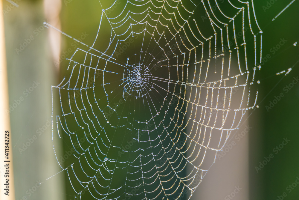 Spider web with water drops from the early morning dew