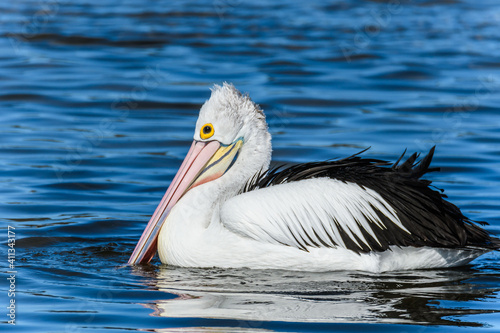 Pelican on the bay
