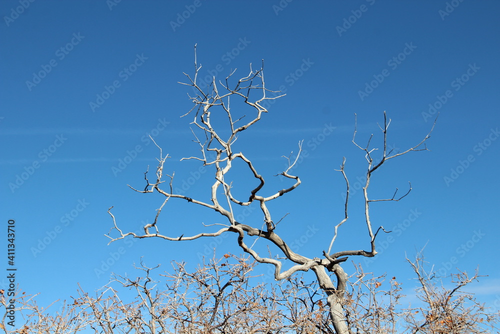 Leafless tree.