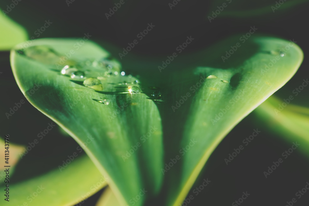 Close up of shiny rain drops on heart shaped sunny leaf of agave plant Close up of shiny rain drops on heart shaped sunny leaf of agave plant