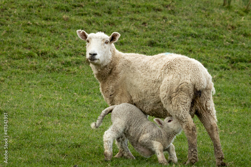 New Zealand sheep and lambs, Pouawa, near Gisborne, East Coast, North Island. 