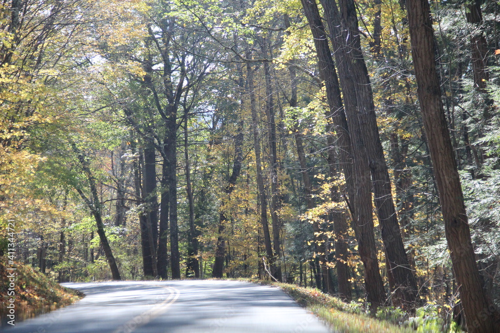 Obraz premium Early fall trees.