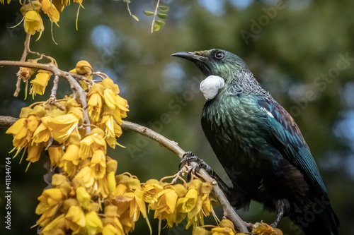фотографія Tui, a native New Zealand songbird, pictured in a flowering native Kowhai tree
