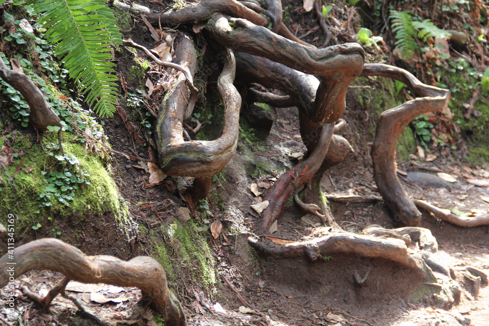 Squiggly roots of trees in Muir Woods National Monument, Marin, California. Squiggly roots of trees in Muir Woods National Monument, Marin, California.