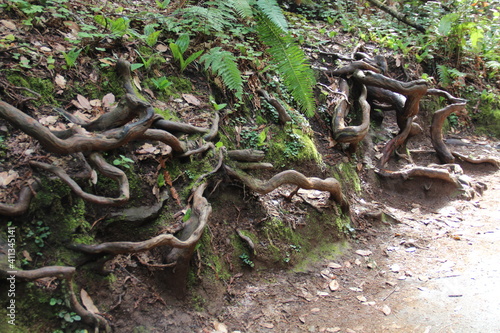 Squiggly roots of trees in Muir Woods National Monument, Marin, California.