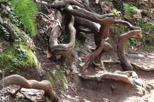 Squiggly roots of trees in Muir Woods National Monument  Marin  California.