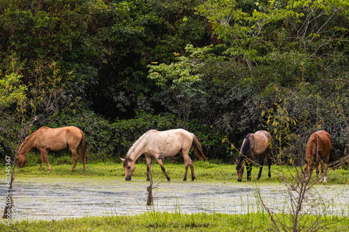 Cavalos pastando no Pantanal do Maribus