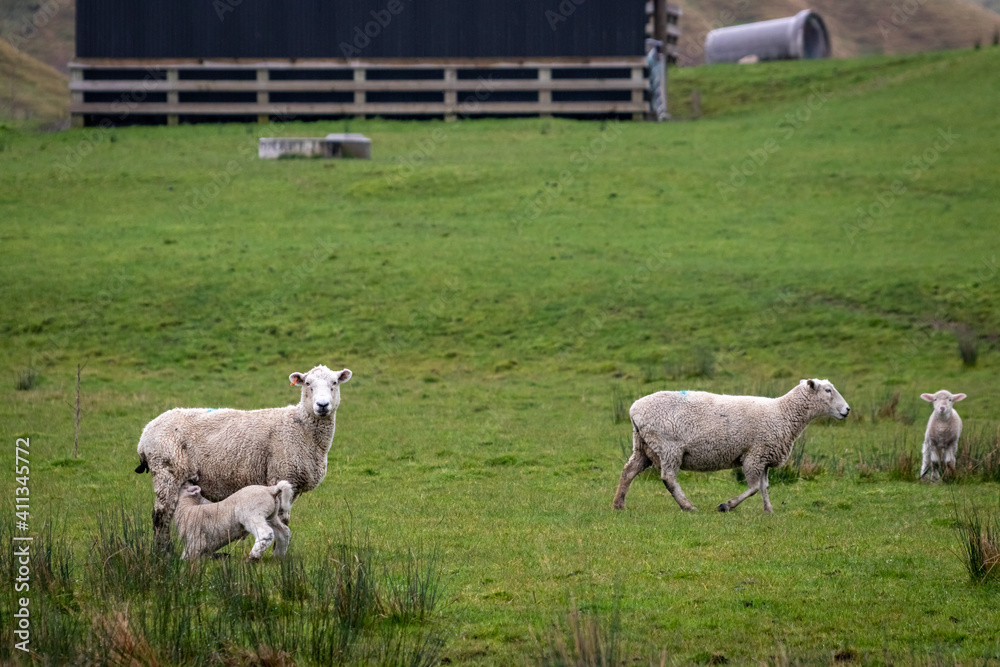 Fototapeta premium Sheep and lambs, in a paddock, Pouawa, near Gisborne, New Zealand