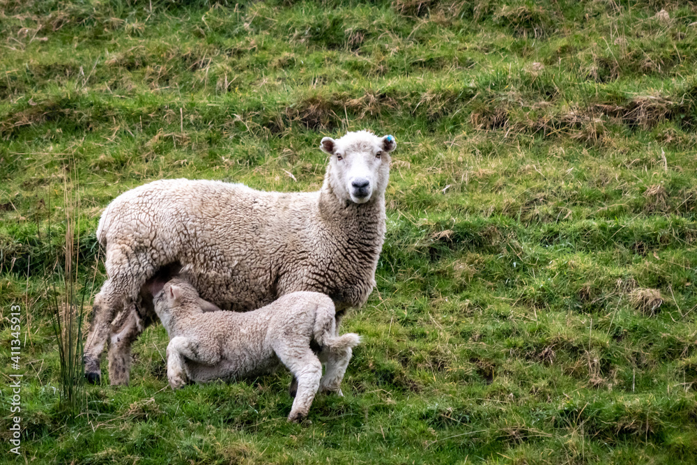 Sheep and lambs, in a paddock, Pouawa, near Gisborne, New Zealand Sheep and lambs, in a paddock, Pouawa, near Gisborne, New Zealand