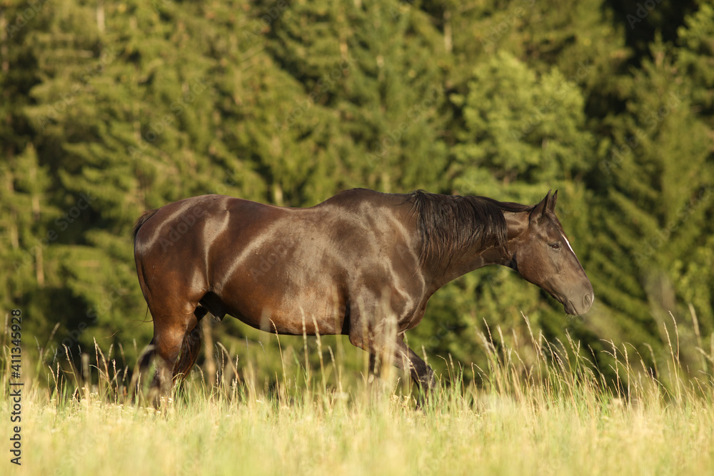 Glänzendes Pferd in der Abend sonne auf der Koppel	