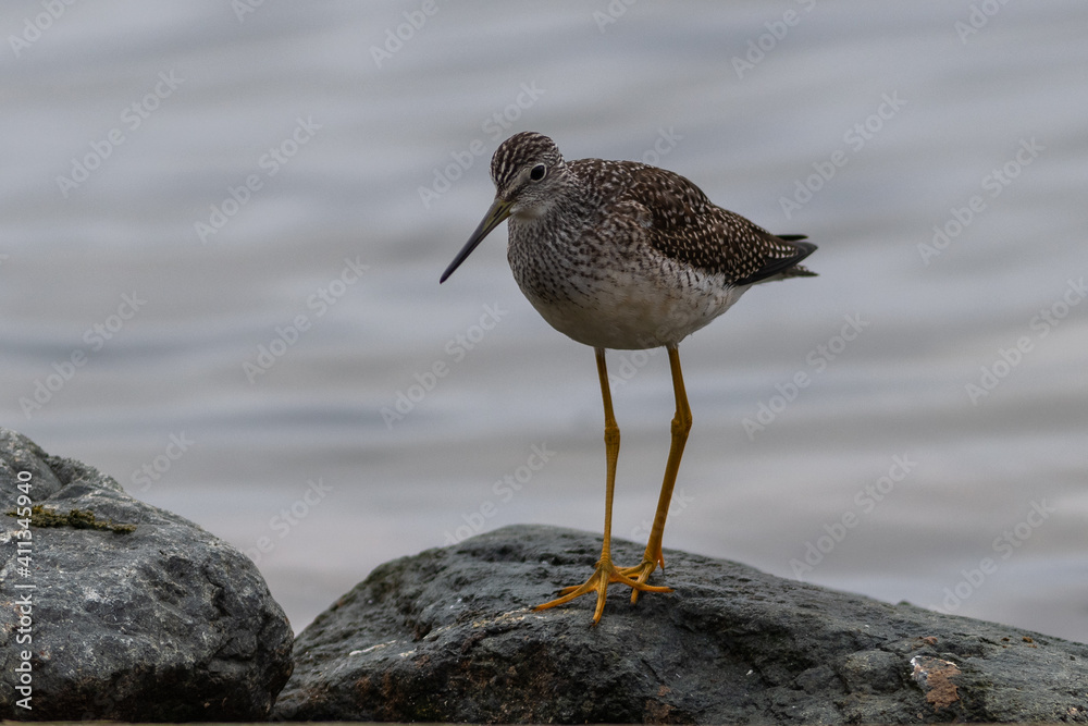 A greater yellow legs seabird walking along the shoreline of a saltwater beach. The ocean beach is covered in seaweed and the small lanky shorebird has a long neck and slightly upturned bill. A greater yellow legs seabird walking along the shoreline of a saltwater beach. The ocean beach is covered in seaweed and the small lanky shorebird has a long neck and slightly upturned bill.