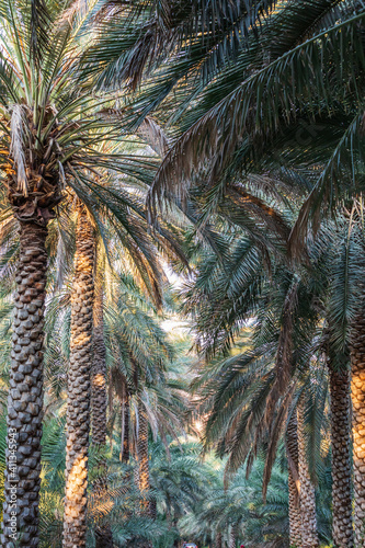 Palm trees in Nizwa, Oman.