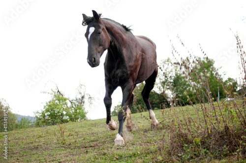 Neugieriges Pferd kommt her