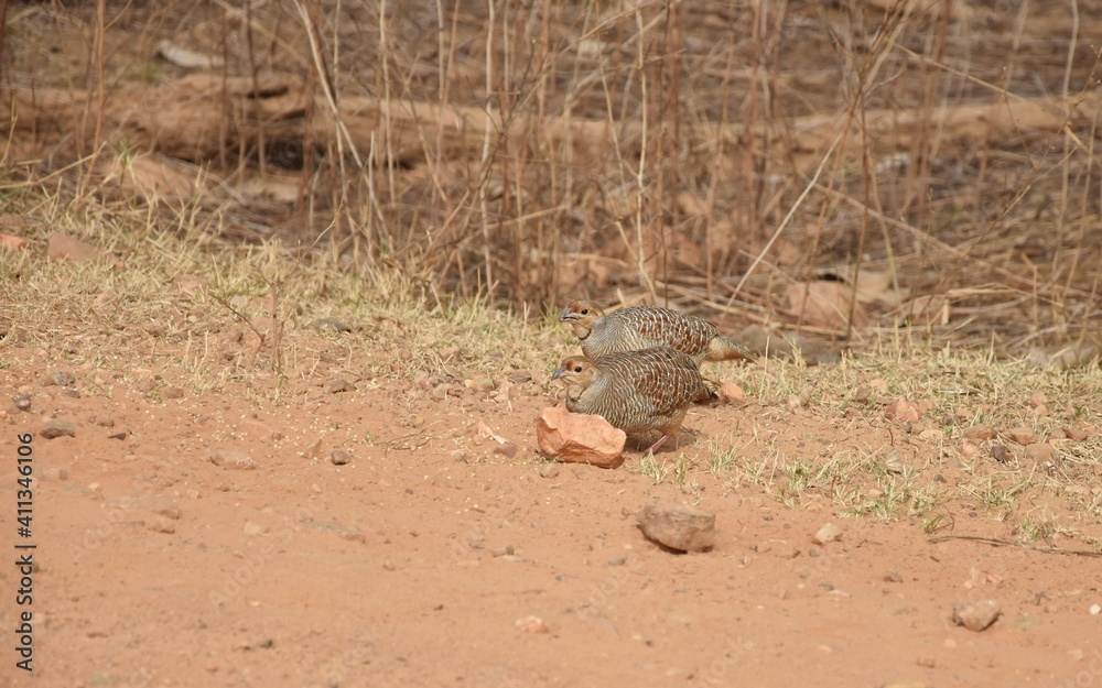 Obraz premium partridge