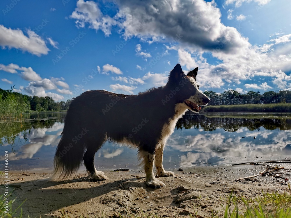 Hund Hund