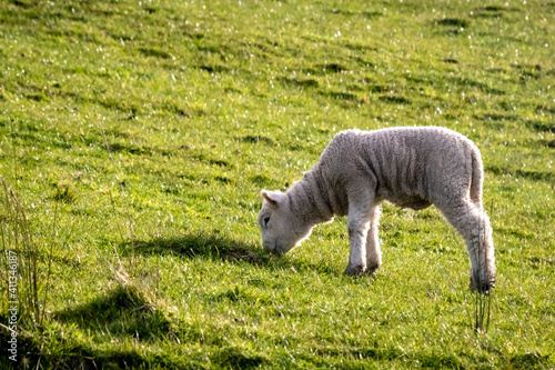 Sheep and lambs, in a paddock, Pouawa, near Gisborne, New Zealand photo