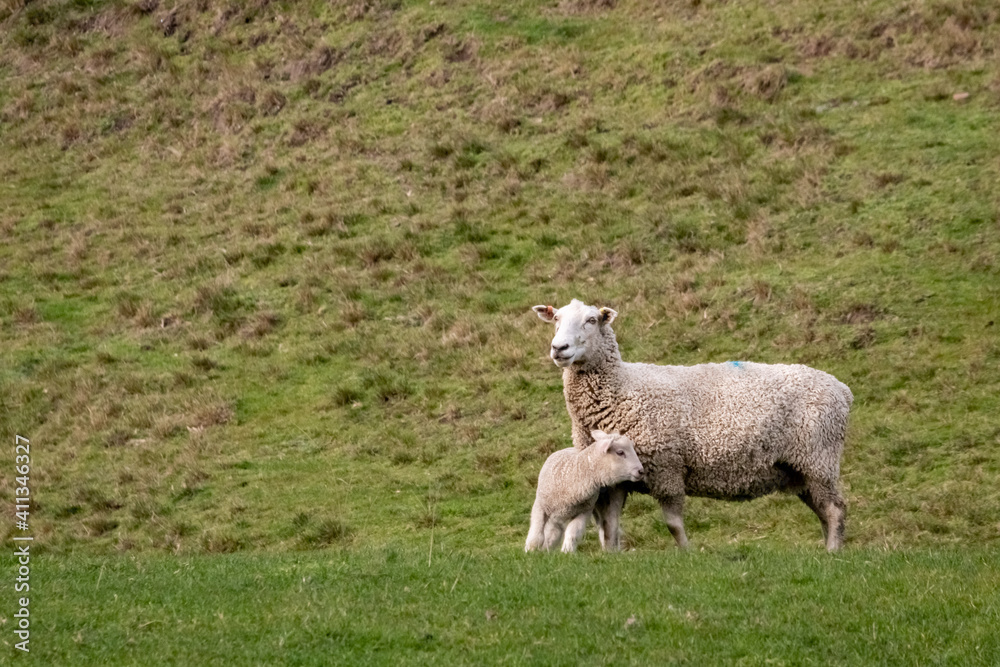 Sheep and lambs, in a paddock, Pouawa, near Gisborne, New Zealand Sheep and lambs, in a paddock, Pouawa, near Gisborne, New Zealand