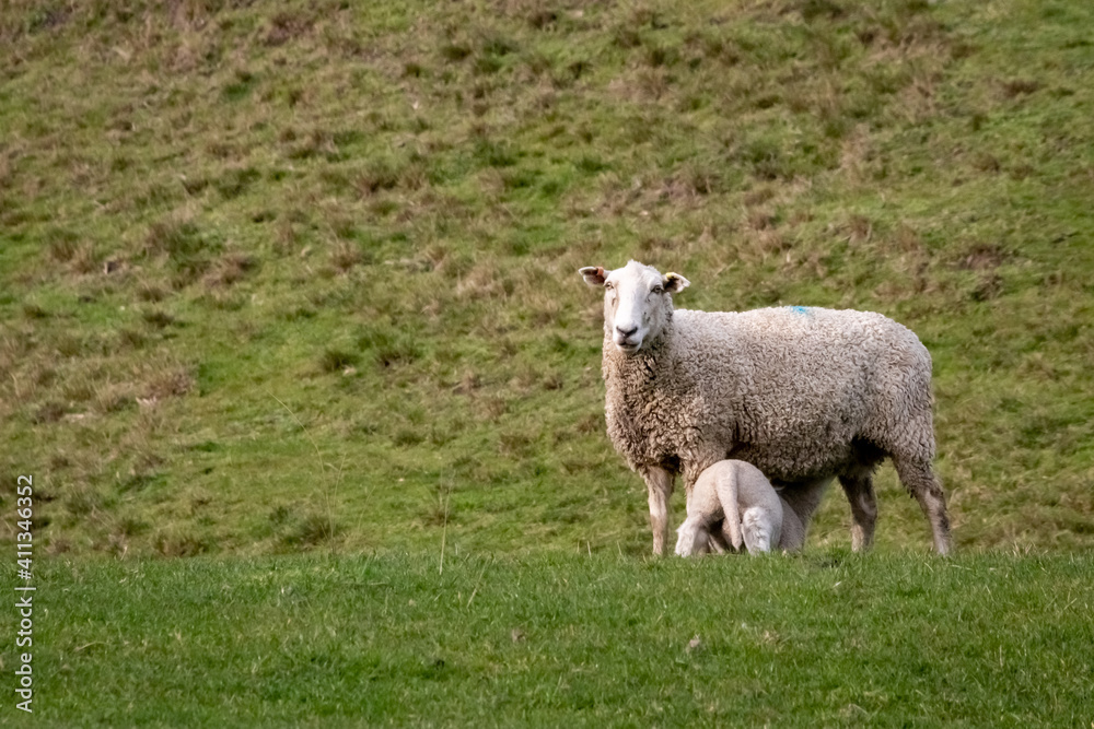 Sheep and lambs, in a paddock, Pouawa, near Gisborne, New Zealand Sheep and lambs, in a paddock, Pouawa, near Gisborne, New Zealand