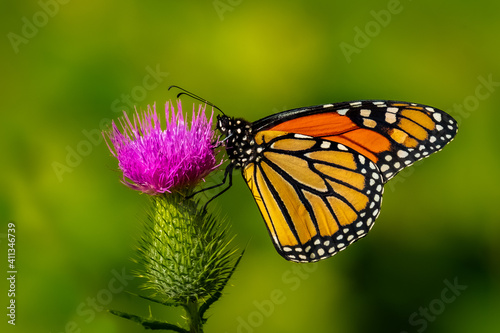 Obraz na płótnie A beautiful Monarch Butterfly (Danaus plexippus) perched on a thistle blossom. w salonie