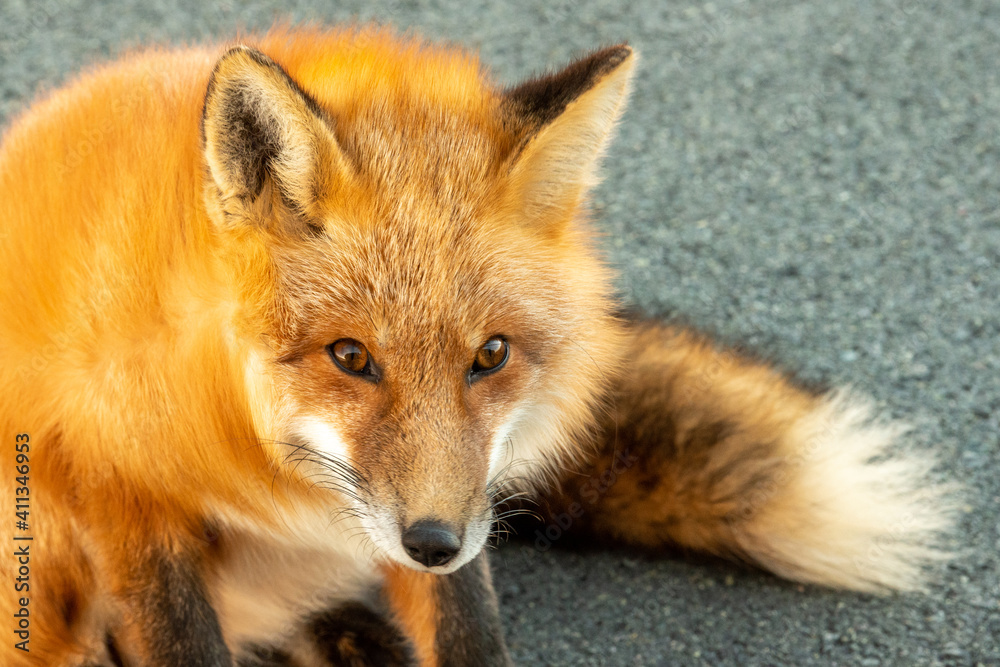 A cute young wild true red fox stands on all four paws attentively staring ahead as it hunts. It has a sharp piercing stare, orange soft fluffy fur and a long red tail with a white patch at the end. A cute young wild true red fox stands on all four paws attentively staring ahead as it hunts. It has a sharp piercing stare, orange soft fluffy fur and a long red tail with a white patch at the end.