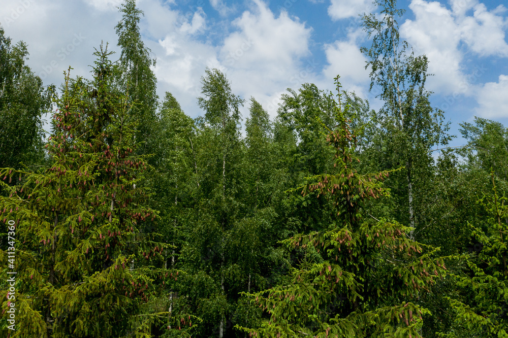 Young growing spruce blossom on a tip of branch spring, beautiful new cones in spruce Young growing spruce blossom on a tip of branch spring, beautiful new cones in spruce