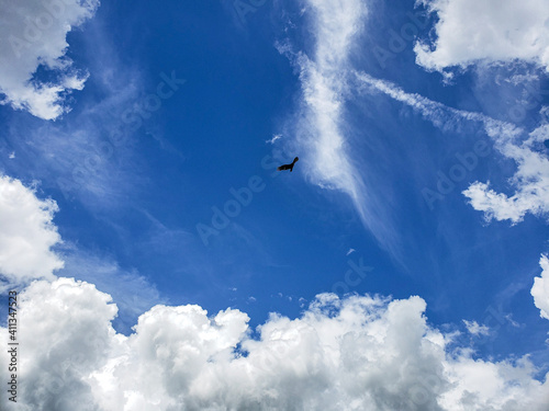 Bird soaring in the sky between clouds. Clear Blue sky with puffy, white clouds represents freedom and escape.