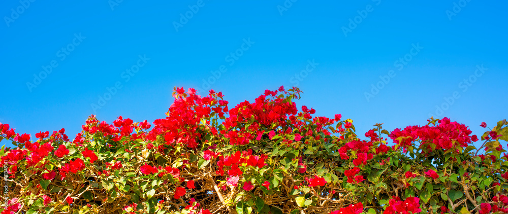 purple, red and white bougainvalia flowers on a background of blue sky and palm trees with empty space for text in egypt

