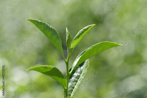 お茶の若葉